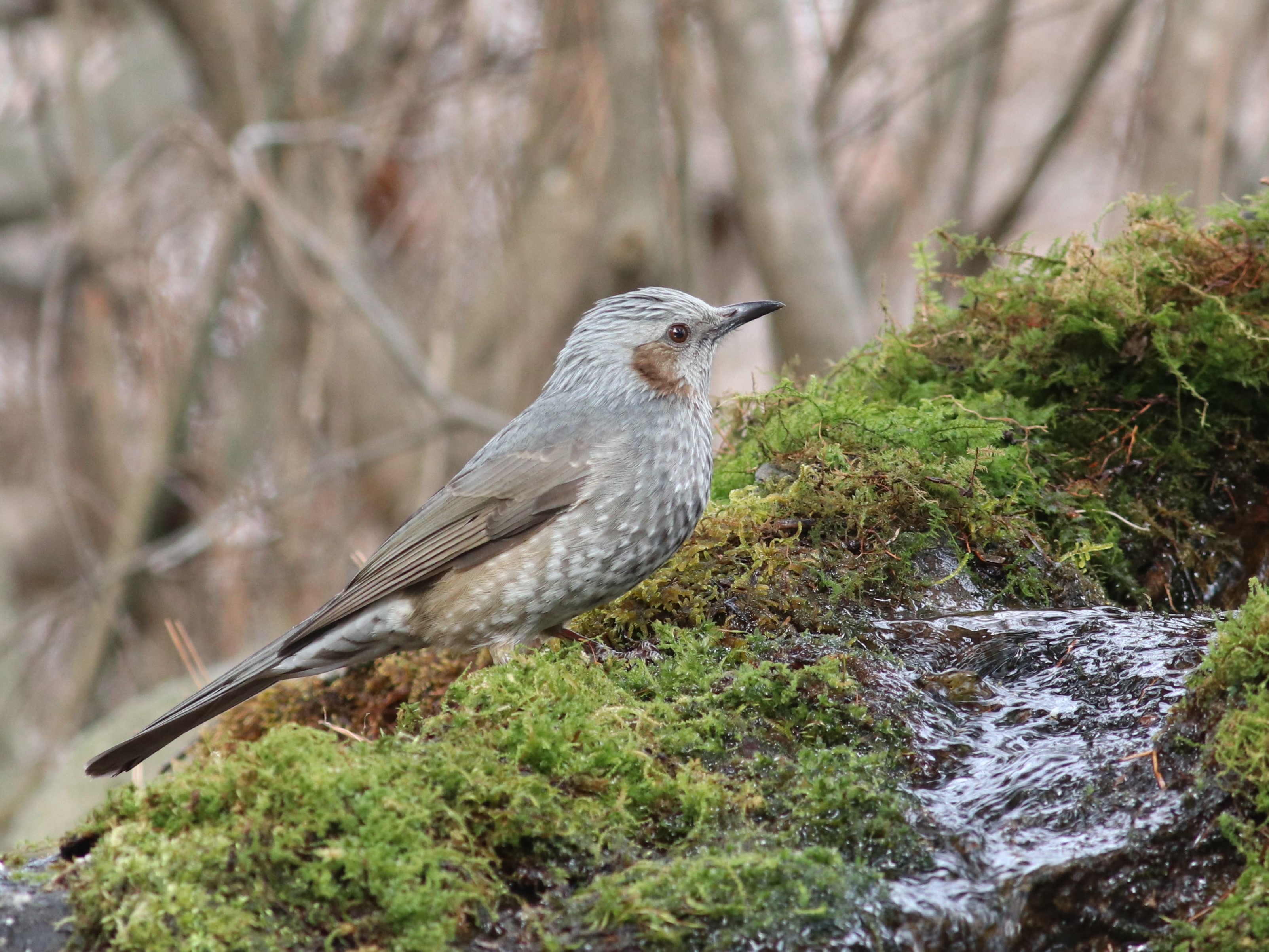 草喰うヒヨドリ